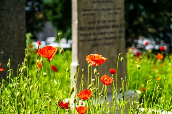 poppies growing in a cemetery